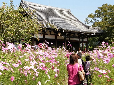 コスモス寺2