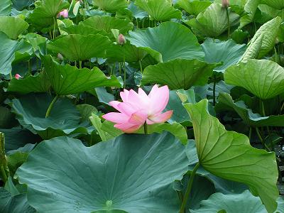 2006夏梅花藻祇園祭り蓮 036.jpg