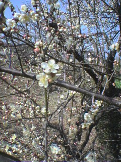 060308_ume.jpg