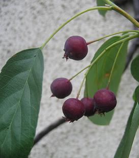 060606juneberry.JPG