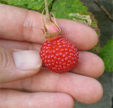 rasberry.jpg