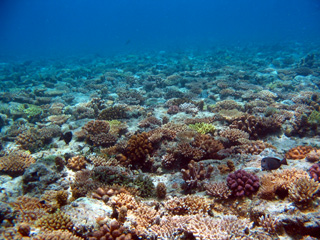 ホーシューの珊瑚