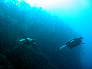 カメ2匹とギンガメ