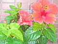 haibi