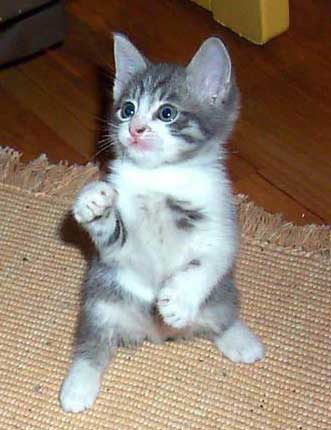 かかってこいや！！