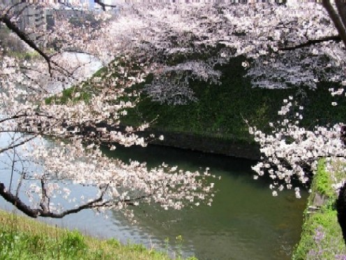 千鳥が淵　2