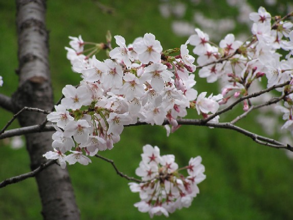 桜のＵＰ