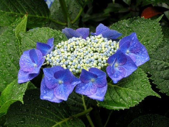堀切の菖蒲園ならぬ、紫陽花