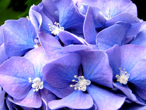 アジサイ この真ん中の部分が本当のお花なのだそうです!