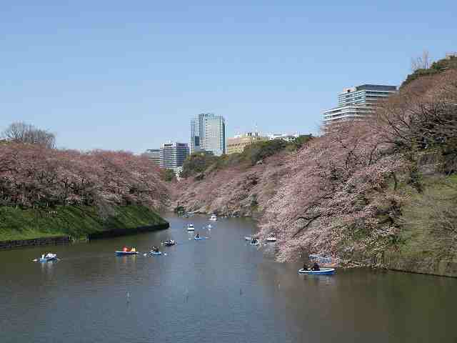 20100330千鳥が淵2.jpg