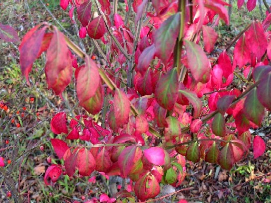 紅葉