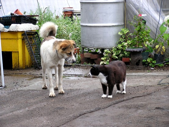 飼われていたワンちゃん