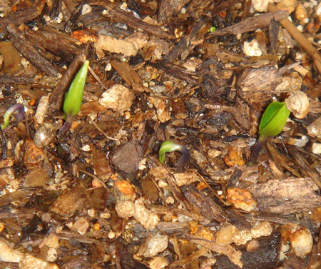 パプリカ発芽アップ