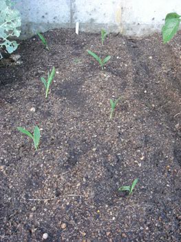 トウモロコシ04