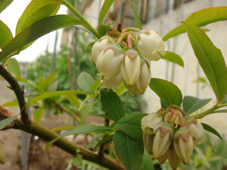 ジョージアジェムの花