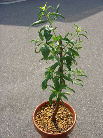 ジャンボ白鳳_代替03