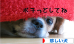 日本ブログ村「珍しい犬」へ.jpg