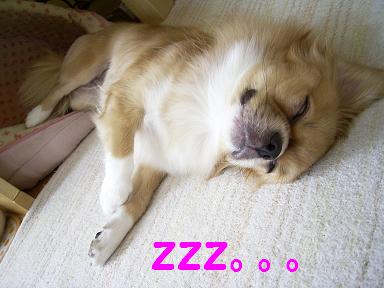 ｚｚｚ。。。怖いよはーちゃん.JPG