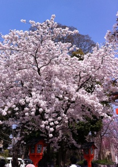 平野神社の桜