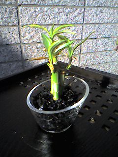 まずは 開運を願ってミリオンバンブー ハイドロ日記 楽天ブログ