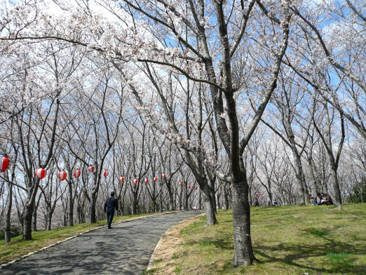 桜の園６.jpg