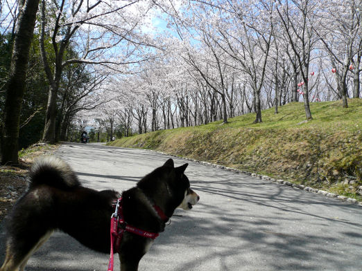 桜の園７.jpg