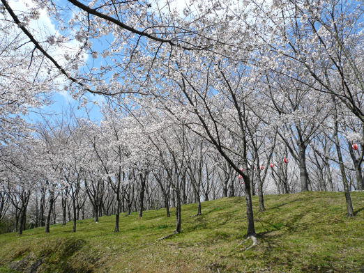 桜の園９.jpg
