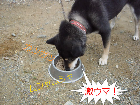 激しい喰い付き！.jpg
