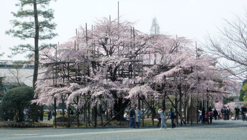 しだれ桜１－２.jpg