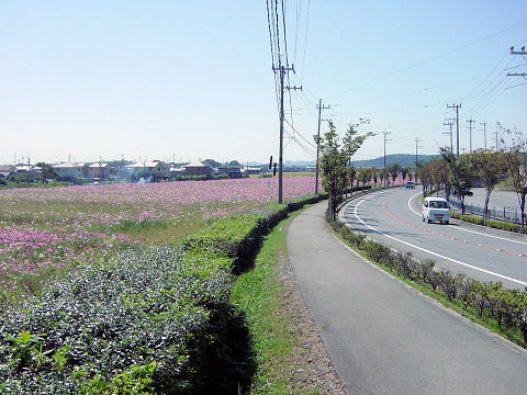 向こうの方までコスモス.jpg
