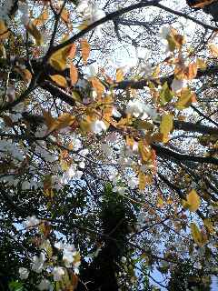 ごみ屋敷にも桜♪