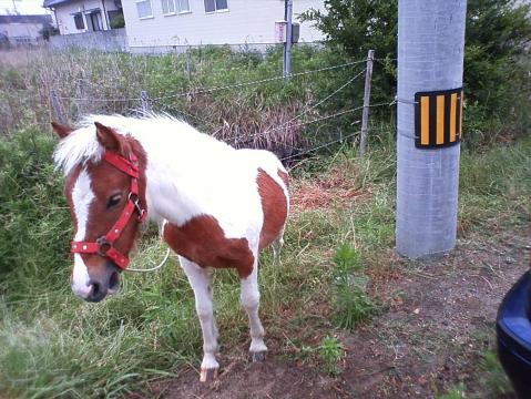 ポニーちゃん、近っ♪