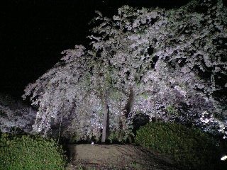 枝垂桜です