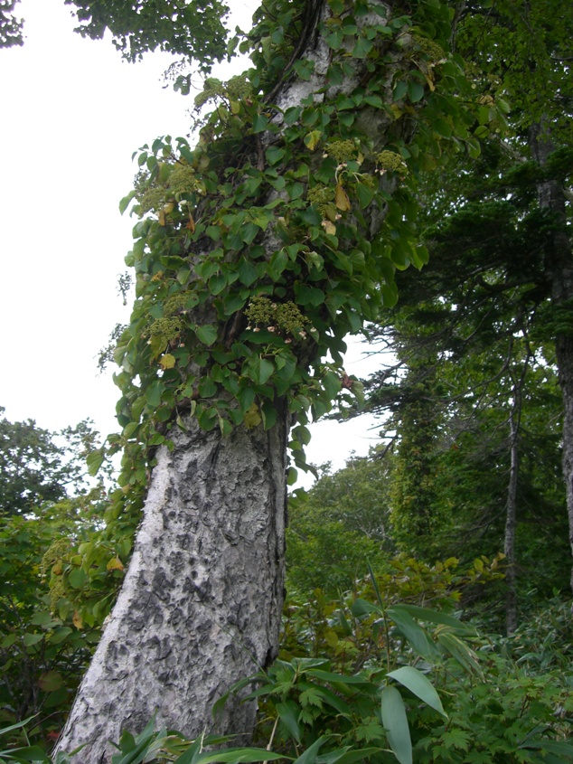 CIMG0899.JPG