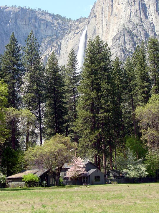 House with dogwood tree