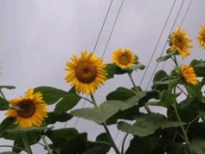 整列大輪向日葵2011