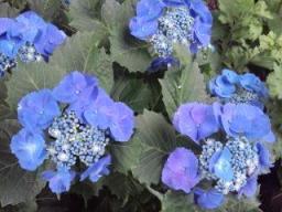 木陰の青ガクアジサイ2011