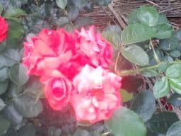 オレンジ薔薇アップ2009