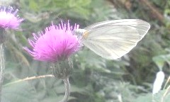 アザミにモンシロチョウ2009