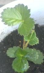 苺植え替え2010
