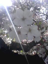 光差す桜アップ2010