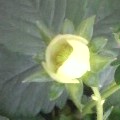 苺つぼみ2010