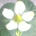 苺の花2010