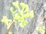 イチョウの新芽2009