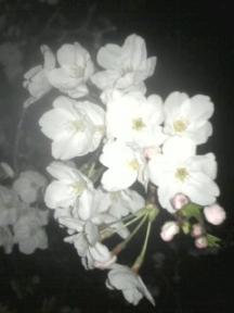夜桜2009