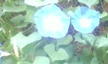 高山の水色朝顔2009