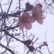 梅咲き始め2010
