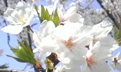桜アップ2008