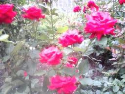 中之島ローズガーデン2009