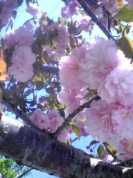 牡丹桜接写